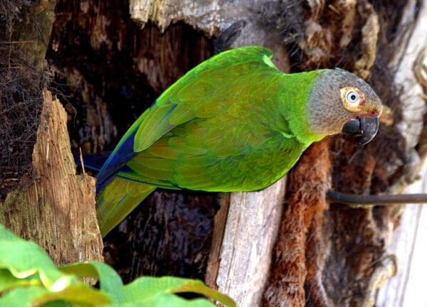 A wild Dusky-headed Conure clings to a tree