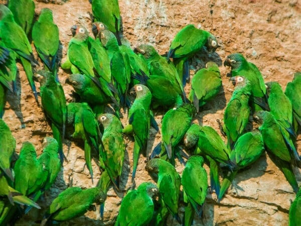 Wild Dusky-headed Conures feed at a clay lick