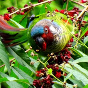 A wild Emma's Conure feeds on fruits