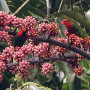 Wild Fairy Lorikeets feed on nectar and blossoms