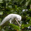 A wild Goffin's Cockatoo chews on a branch