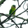 A wild Grey-cheeked Parakeet perches on a branch