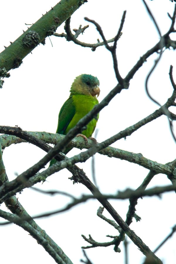 A wild Grey-cheeked Parakeet perches on a branch