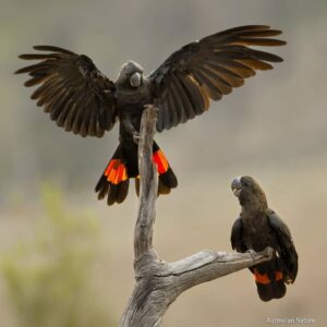 Wild Glossy Black Cockatoos fly in for a drink during bush fires in Australia, 2020