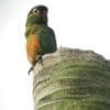 A wild Golden-plumed Conure perches on top of a palm snag