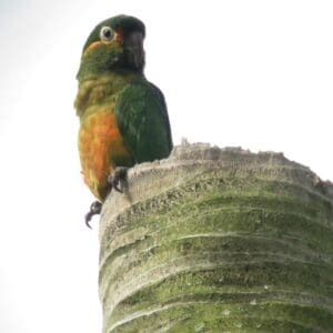 A wild Golden-plumed Conure perches on top of a palm snag