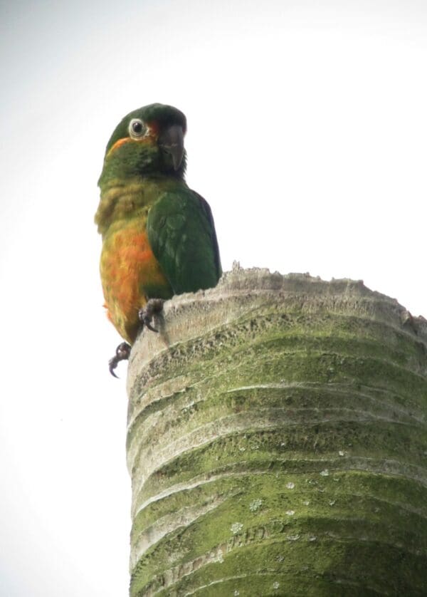 A wild Golden-plumed Conure perches on top of a palm snag