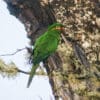 A wild Golden-plumed Conure perches in a tree