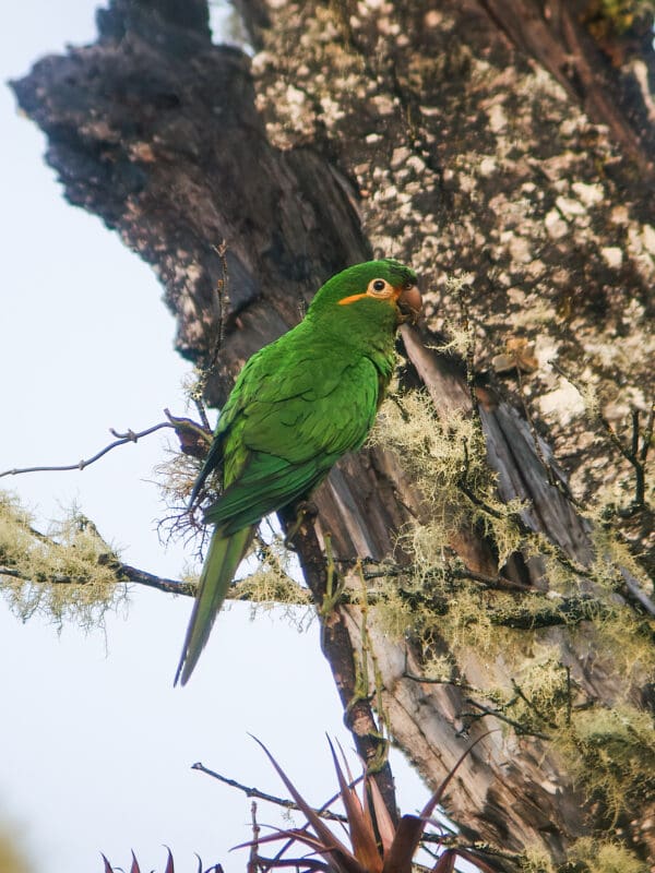 A wild Golden-plumed Conure perches in a tree