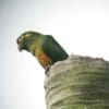 A wild Golden-plumed Conure perches on top of a palm snag