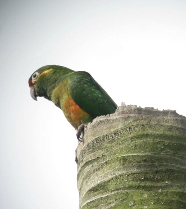 A wild Golden-plumed Conure perches on top of a palm snag