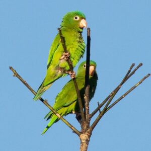 Wild Golden-winged Parakeets perch high atop branches