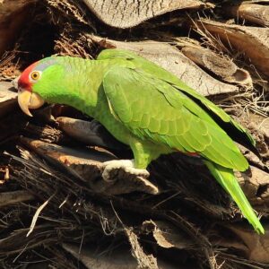 A feral Green-cheeked Amazon clings to palm bark