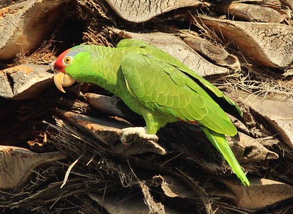 A feral Green-cheeked Amazon clings to palm bark