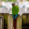 A wild Green-cheeked Conure perches on a fence