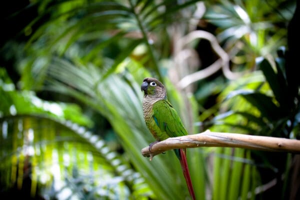 A Green-cheeked Conure perches on a branch at Wings of Paradise Butterfly Conservatory, CAN