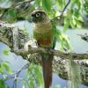 A wild Green-cheeked Conure perches in a mossy tree