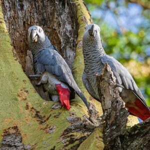 A pair of wild Grey Parrots perches near a tree cavity