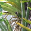 A wild Grey-breasted Conure perches in palm