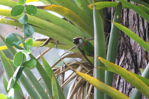 A wild Grey-breasted Conure perches in palm