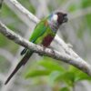 A wild Grey-breasted Conure perches on a branch