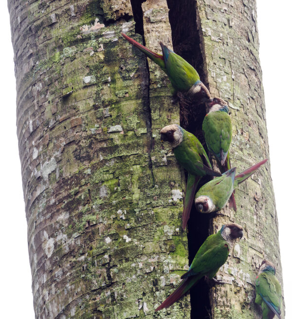 Wild Grey-breasted Conures cling to a tree trunk