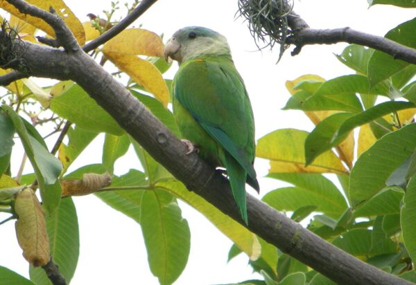 A wild Grey-cheeked Parakeet perches in a tree