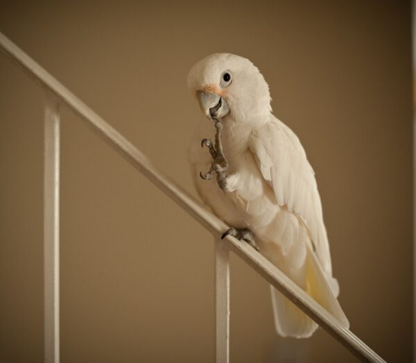 A companion Tanimbar Corella chews its toe