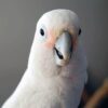 A closeup of a companion Tanimbar Corella