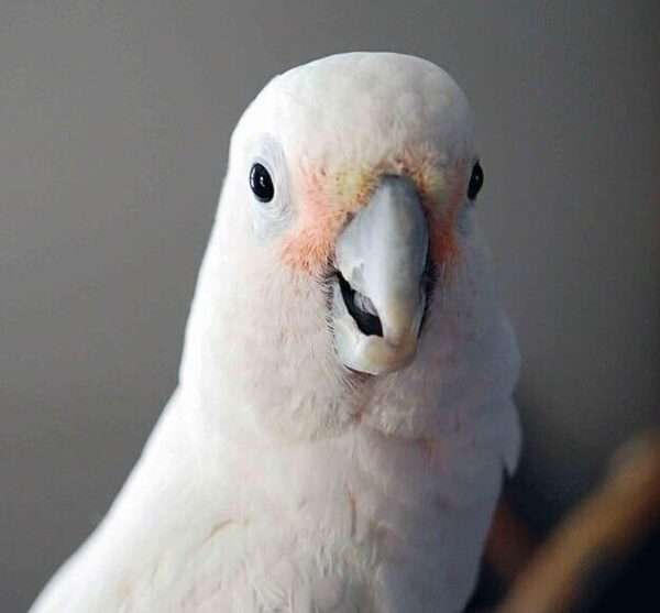 A closeup of a companion Tanimbar Corella