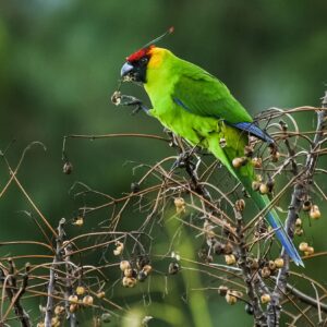 A wild Horned Parakeet feeds on fruits