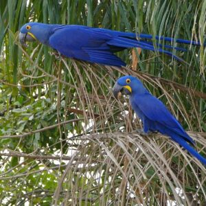 Wild Hyacinth Macaws perch in a palm tree