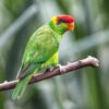 A wild Iris Lorikeet perches on a limb