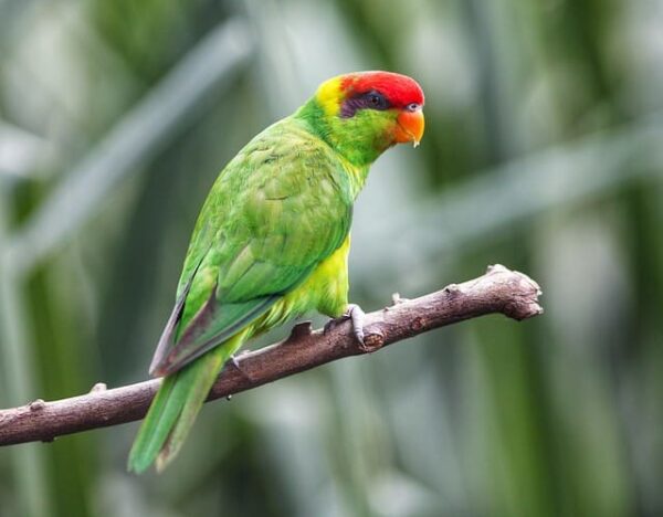 A wild Iris Lorikeet perches on a limb