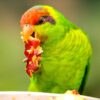 An Iris Lorikeet feeds at a feed station, San Diego Zoo Wildlife Alliance