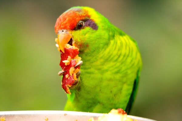 An Iris Lorikeet feeds at a feed station, San Diego Zoo Wildlife Alliance