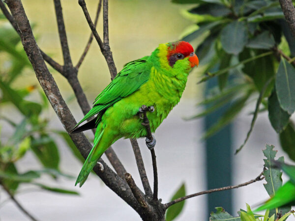 An Iris Lorikeet perches on a branch