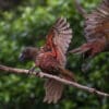 Wild Kākā take flight