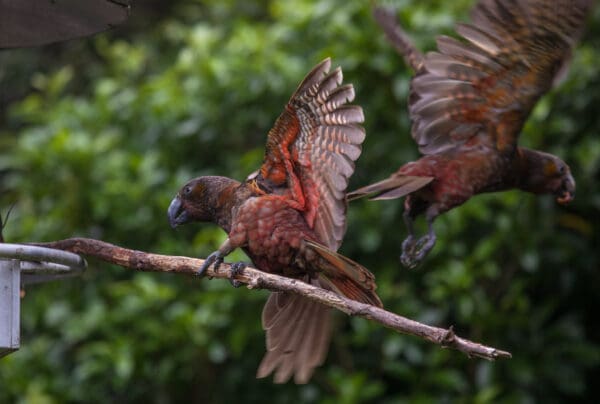 Wild Kākā take flight