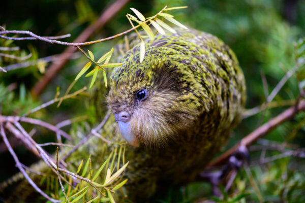 Wild Kākāpō 'Kenneth' searches the forest