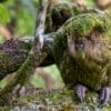 Wild Kākāpō 'Ralph' perches on a log