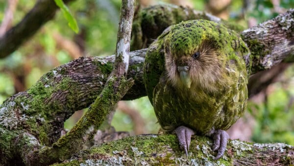 Wild Kākāpō 'Ralph' perches on a log