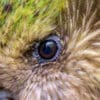 Closeup of Kākāpō 'Rangi'