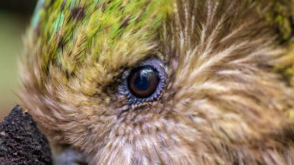 Closeup of Kākāpō 'Rangi'