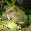 Wild Kākāpō 'Sirocco' nestles in leaves