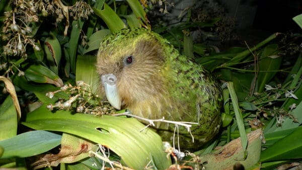 Wild Kākāpō 'Sirocco' nestles in leaves