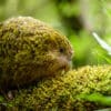 Wild Kākāpō 'Toiora' nibbles at low-growing plants