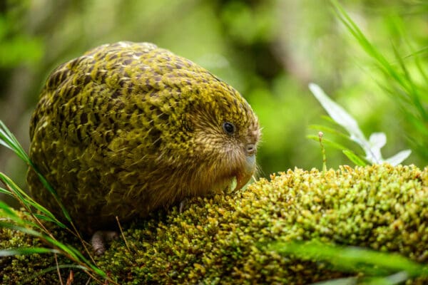 Wild Kākāpō 'Toiora' nibbles at low-growing plants