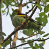 A wild Lilac-tailed Parrotlet preens