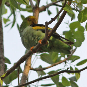 A wild Lilac-tailed Parrotlet preens